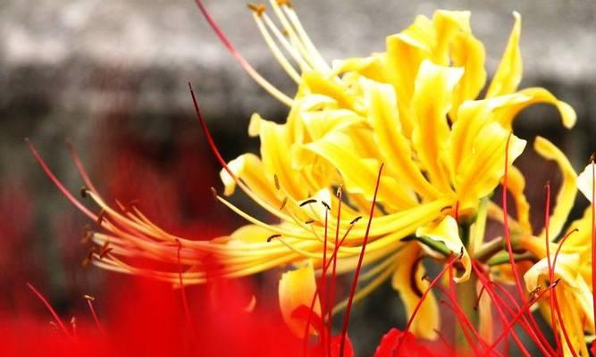 绝望的爱——以忍冬花为主题的花语（寻觅无望中的真爱）