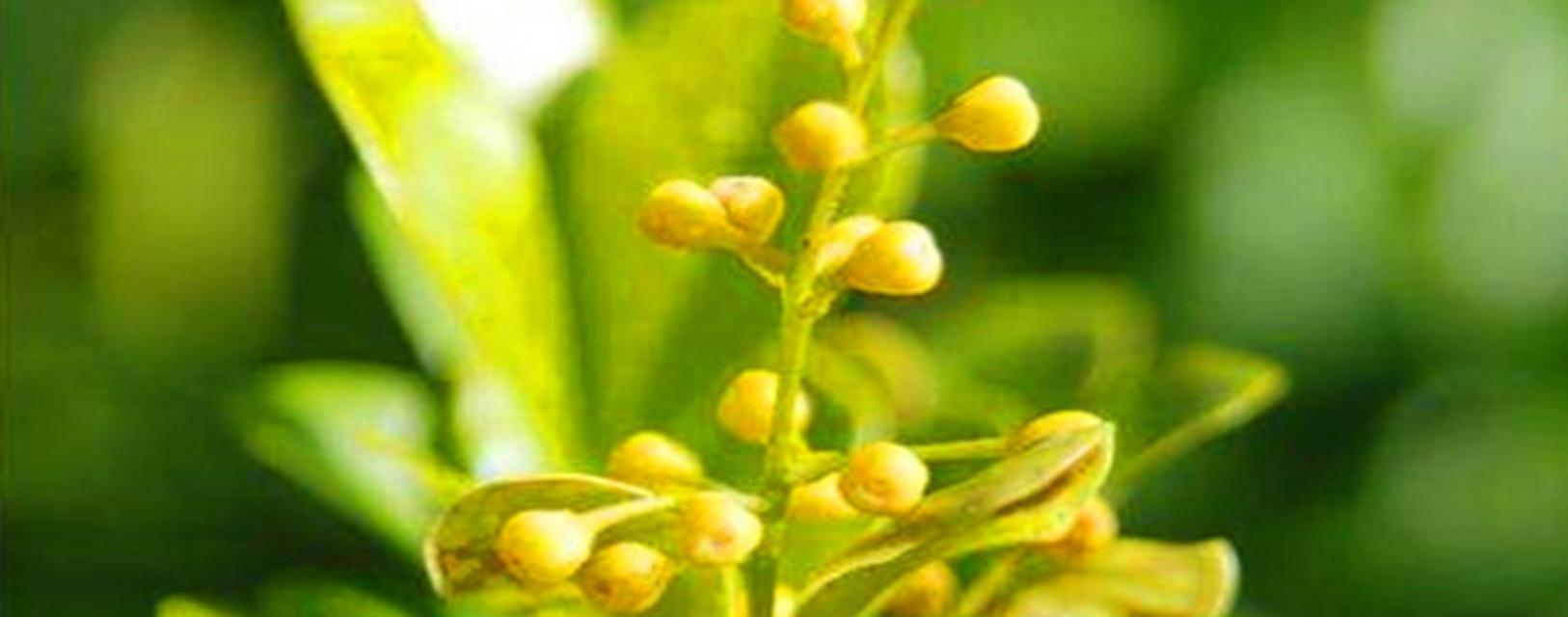 米兰花的花语意义（探索米兰花所代表的情感和寓意）