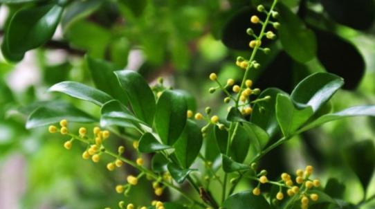 米兰花的花语意义（探索米兰花所代表的情感和寓意）