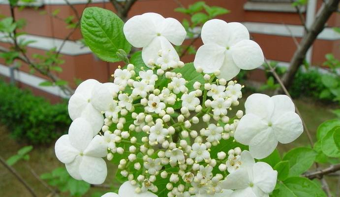 扬州市花琼花的象征与寓意(扬州市花琼花的寓意与文化内涵解析) 扬州市花琼花的象征与寓意(扬州市花琼花的寓意与文化内涵解析)