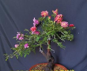 山木香老桩怎么养？养殖方法和养护事项有哪些？