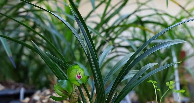 山木香老桩怎么养？养殖方法和养护事项有哪些？