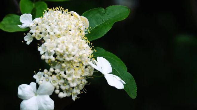 扬州市花琼花的象征与寓意(扬州市花琼花的寓意与文化内涵解析) 扬州市花琼花的象征与寓意(扬州市花琼花的寓意与文化内涵解析)
