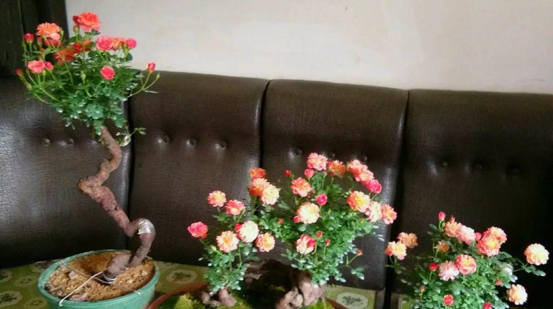 山木香老桩怎么养？养殖方法和养护事项有哪些？