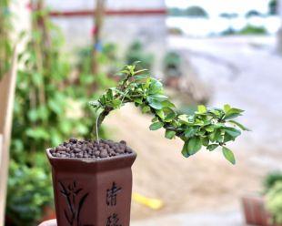 六月雪施肥指南：最佳肥料选择与使用方法？