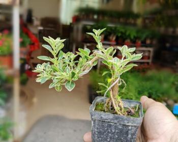 六月雪施肥指南：最佳肥料选择与使用方法？