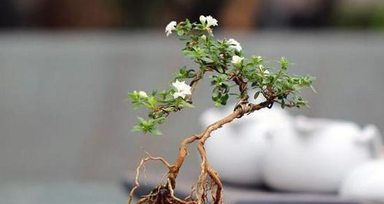 六月雪施肥指南：最佳肥料选择与使用方法？