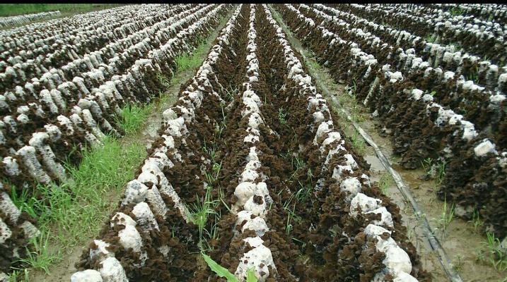 木耳种植条件是什么？生长环境要求有哪些？