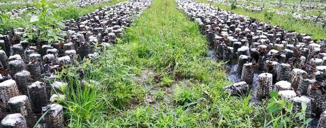 木耳种植条件是什么？生长环境要求有哪些？