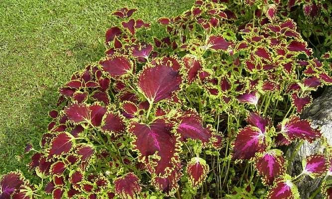 彩叶草花语的深意（揭示彩叶草的15个神秘语言）