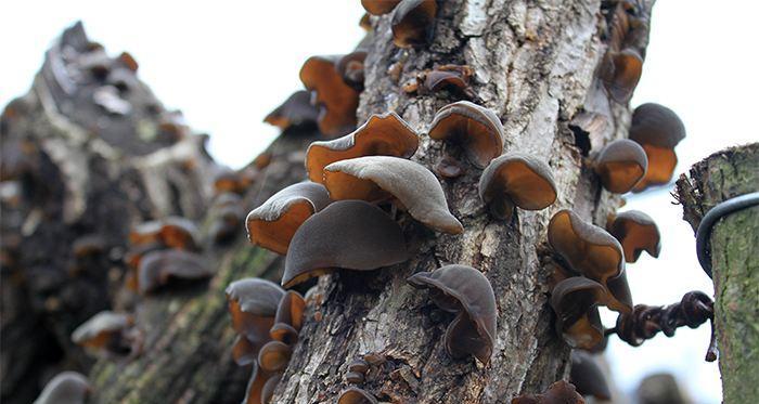 木耳种植条件是什么？生长环境要求有哪些？