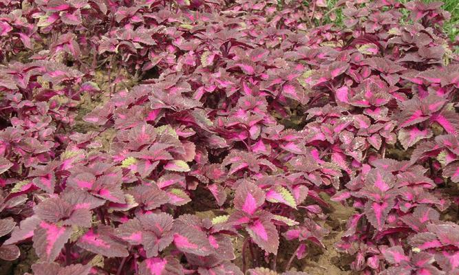 彩叶草花语的深意（揭示彩叶草的15个神秘语言）