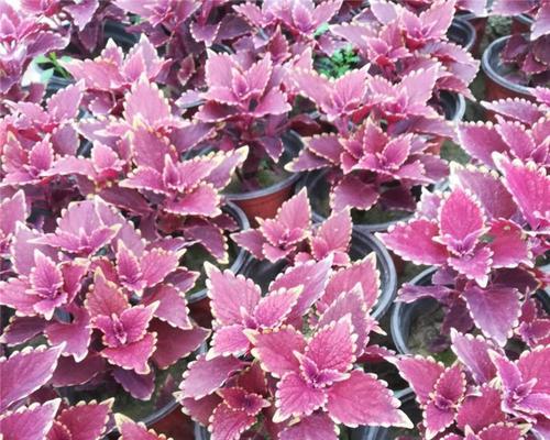 彩叶草花语的深意（揭示彩叶草的15个神秘语言）