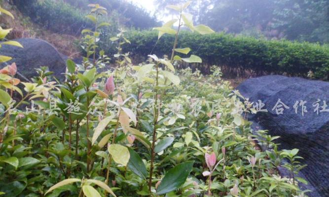 老鹰茶的叶子来自哪种树？老鹰茶的叶子有何特点？