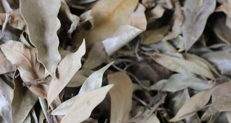 老鹰茶的叶子来自哪种树？老鹰茶的叶子有何特点？