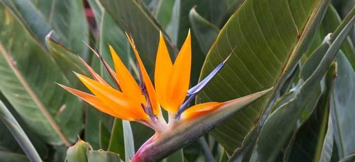 解读天堂鸟花语的美丽寓意（探索天堂鸟花语的深层内涵）