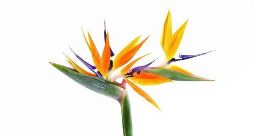 解读天堂鸟花语的美丽寓意（探索天堂鸟花语的深层内涵）