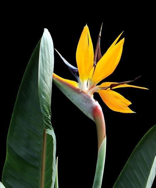 解读天堂鸟花语的美丽寓意（探索天堂鸟花语的深层内涵）