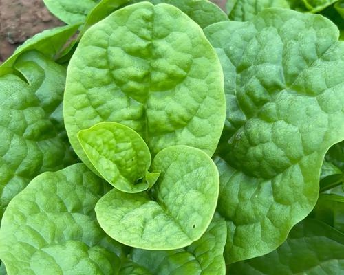 木耳菜又叫什么菜？它的别名有哪些？