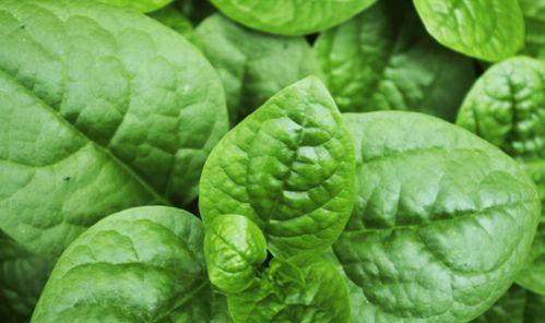 木耳菜又叫什么菜？它的别名有哪些？