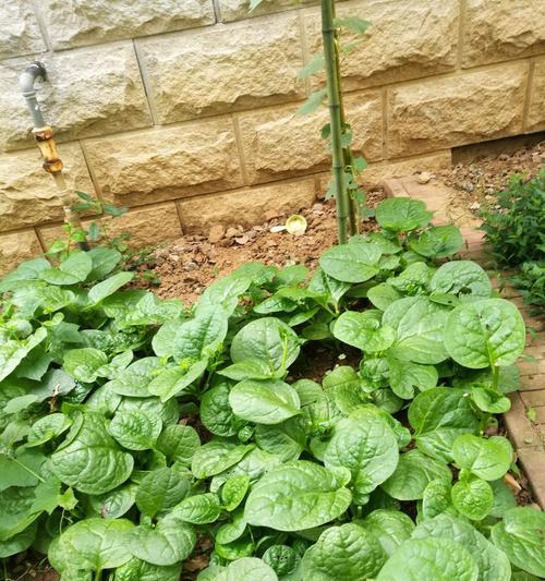 木耳菜又叫什么菜？它的别名有哪些？