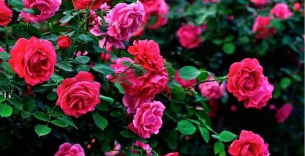 玫瑰花的象征意义与传说（探索玫瑰花所代表的情感和象征意义）