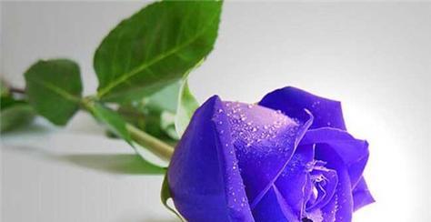 玫瑰花的象征意义与传说（探索玫瑰花所代表的情感和象征意义）