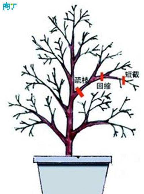 红豆杉盆景修剪方法是什么?如何正确修剪以保持美观? 红豆杉盆景修剪方法是什么?如何正确修剪以保持美观?