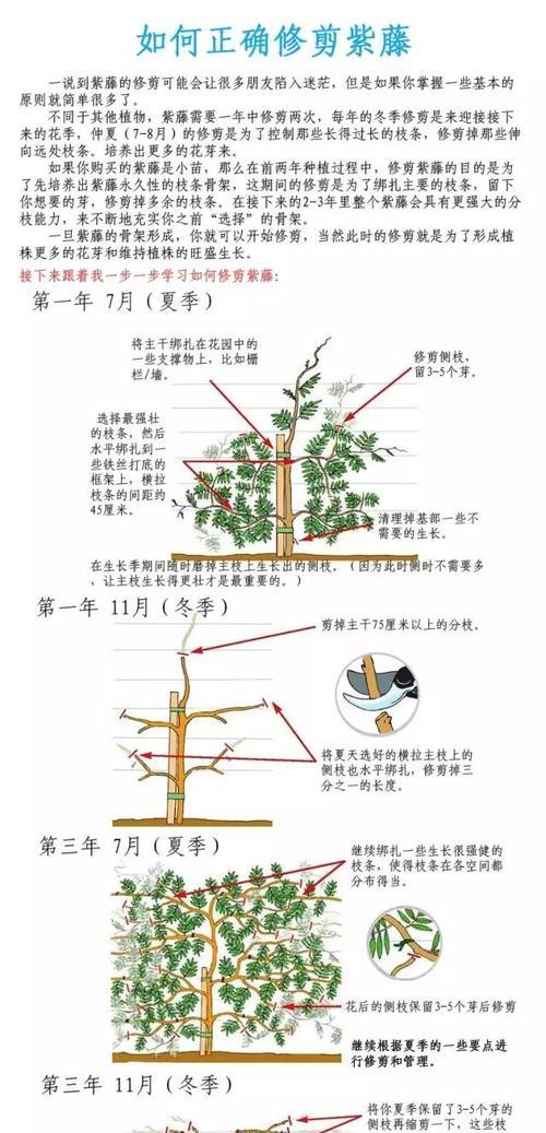 红豆杉盆景修剪方法是什么?如何正确修剪以保持美观? 红豆杉盆景修剪方法是什么?如何正确修剪以保持美观?