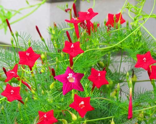 羽叶茑萝播种的最佳时间是什么时候?播种后需要注意哪些问题? 羽叶茑萝播种的最佳时间是什么时候?播种后需要注意哪些问题?