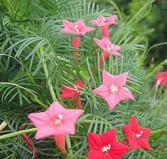 羽叶茑萝播种的最佳时间是什么时候?播种后需要注意哪些问题? 羽叶茑萝播种的最佳时间是什么时候?播种后需要注意哪些问题?