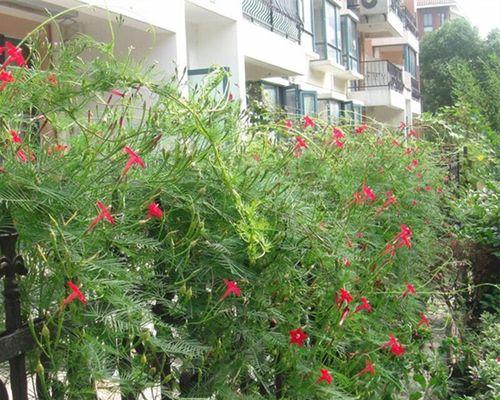 羽叶茑萝播种的最佳时间是什么时候?播种后需要注意哪些问题? 羽叶茑萝播种的最佳时间是什么时候?播种后需要注意哪些问题?