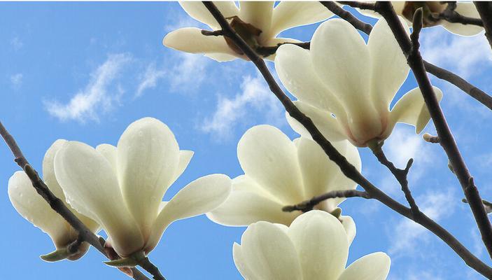 解读白兰花的花语（探寻白兰花的神秘象征意义）