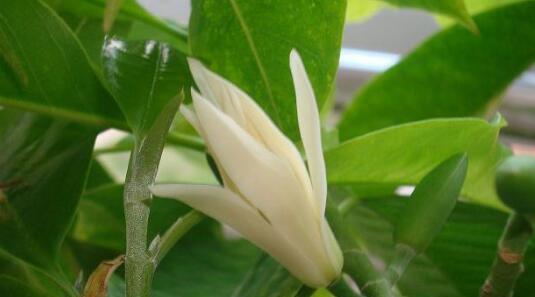 解读白兰花的花语（探寻白兰花的神秘象征意义）