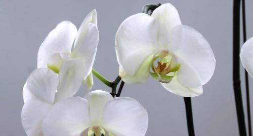 解读白兰花的花语（探寻白兰花的神秘象征意义）