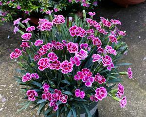 石竹花草种子播种的最佳时间是什么时候？播种后需要注意哪些事项？