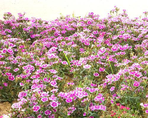 石竹花草种子播种的最佳时间是什么时候？播种后需要注意哪些事项？