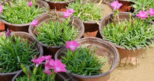 石竹花草种子播种的最佳时间是什么时候？播种后需要注意哪些事项？