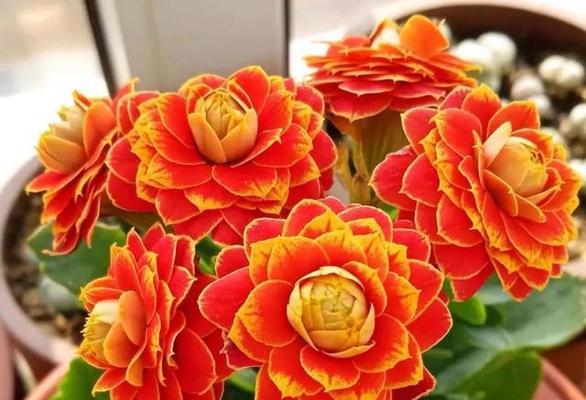 长寿花的花语与传说（祝福与神奇的长寿花——长寿花的花语和传说）