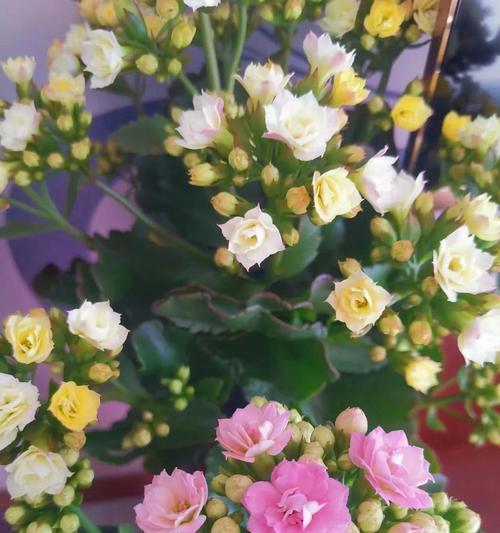 长寿花的花语与传说（祝福与神奇的长寿花——长寿花的花语和传说）