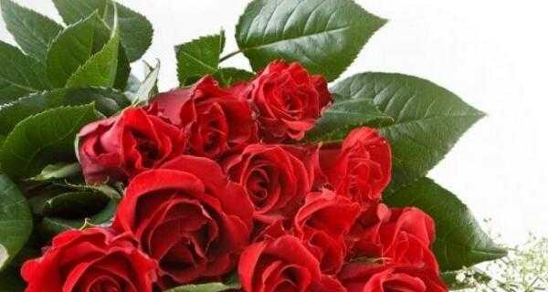 玫瑰花朵数的含义及象征（解读不同玫瑰花朵数所代表的情感和意义）