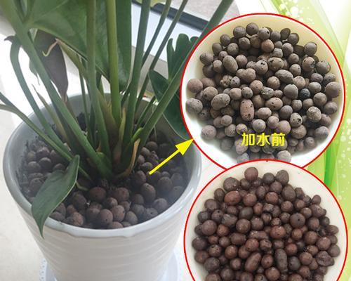 陶粒适合养什么花?陶粒在花卉种植中的优势是什么? 陶粒适合养什么花?陶粒在花卉种植中的优势是什么?