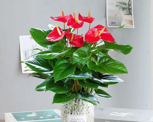 陶粒适合养什么花?陶粒在花卉种植中的优势是什么? 陶粒适合养什么花?陶粒在花卉种植中的优势是什么?