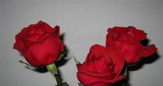 玫瑰花朵数的含义及象征（解读不同玫瑰花朵数所代表的情感和意义）