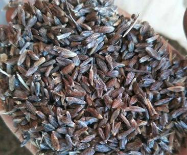 苍术种子如何正确采收保存？留种技巧有哪些？