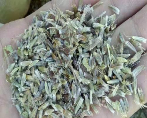 苍术种子如何正确采收保存？留种技巧有哪些？