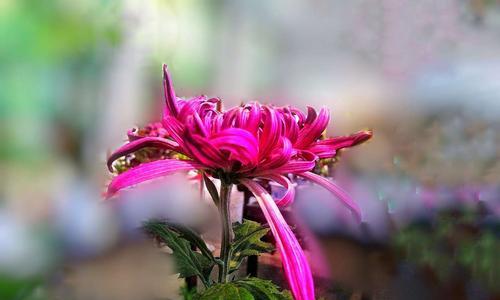 粉色菊花花语（探寻粉色菊花的花语及其传达的深意）