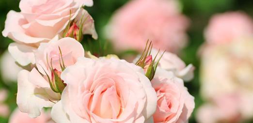 粉色菊花花语（探寻粉色菊花的花语及其传达的深意）