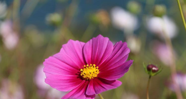 粉色菊花花语（探寻粉色菊花的花语及其传达的深意）