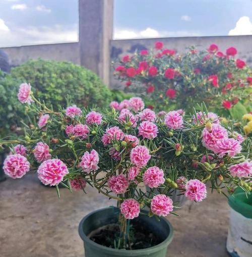 松叶牡丹播种的最佳时间是什么时候？播种后如何照料？